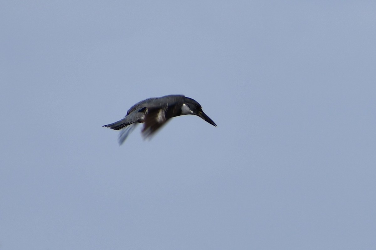 Belted Kingfisher - ML202423501