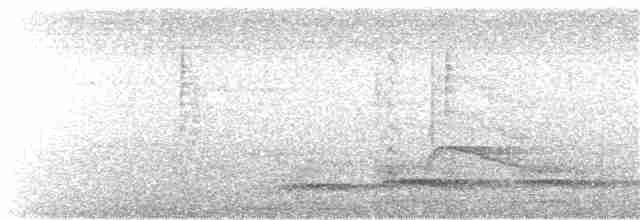 Бронзовохвостый павлиний фазан - ML202424071