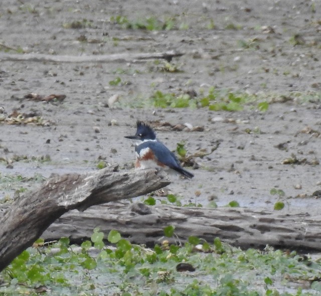 Belted Kingfisher - ML202426201