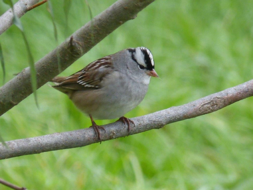 White-crowned Sparrow - Michael DeWispelaere