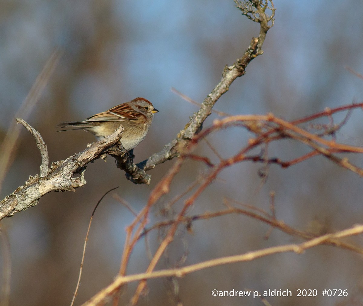 American Tree Sparrow - ML202433631