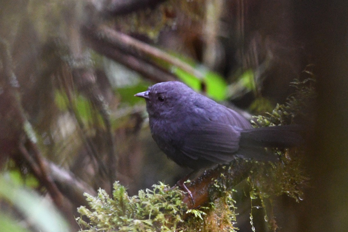 Ash-colored Tapaculo - ML202435071