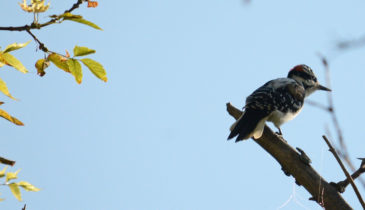 Hairy Woodpecker - Hal Robins