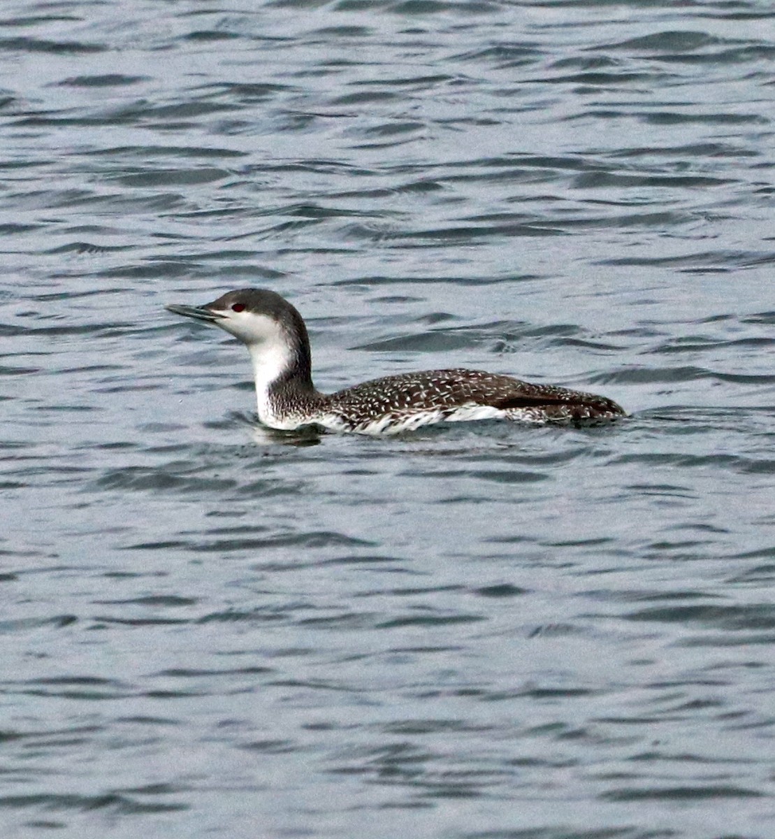 Red-throated Loon - ML202439601