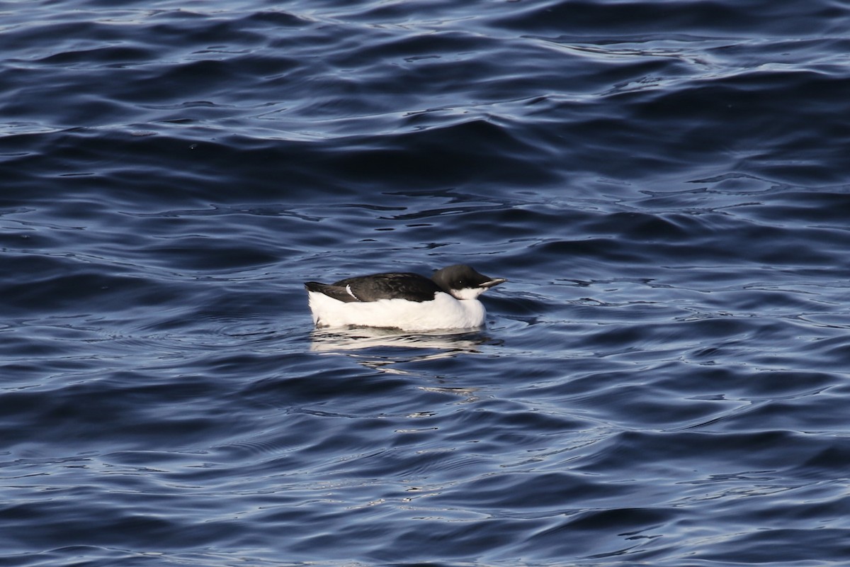 eBird Checklist - 23 Jan 2020 - Halibut Point SP - 27 species