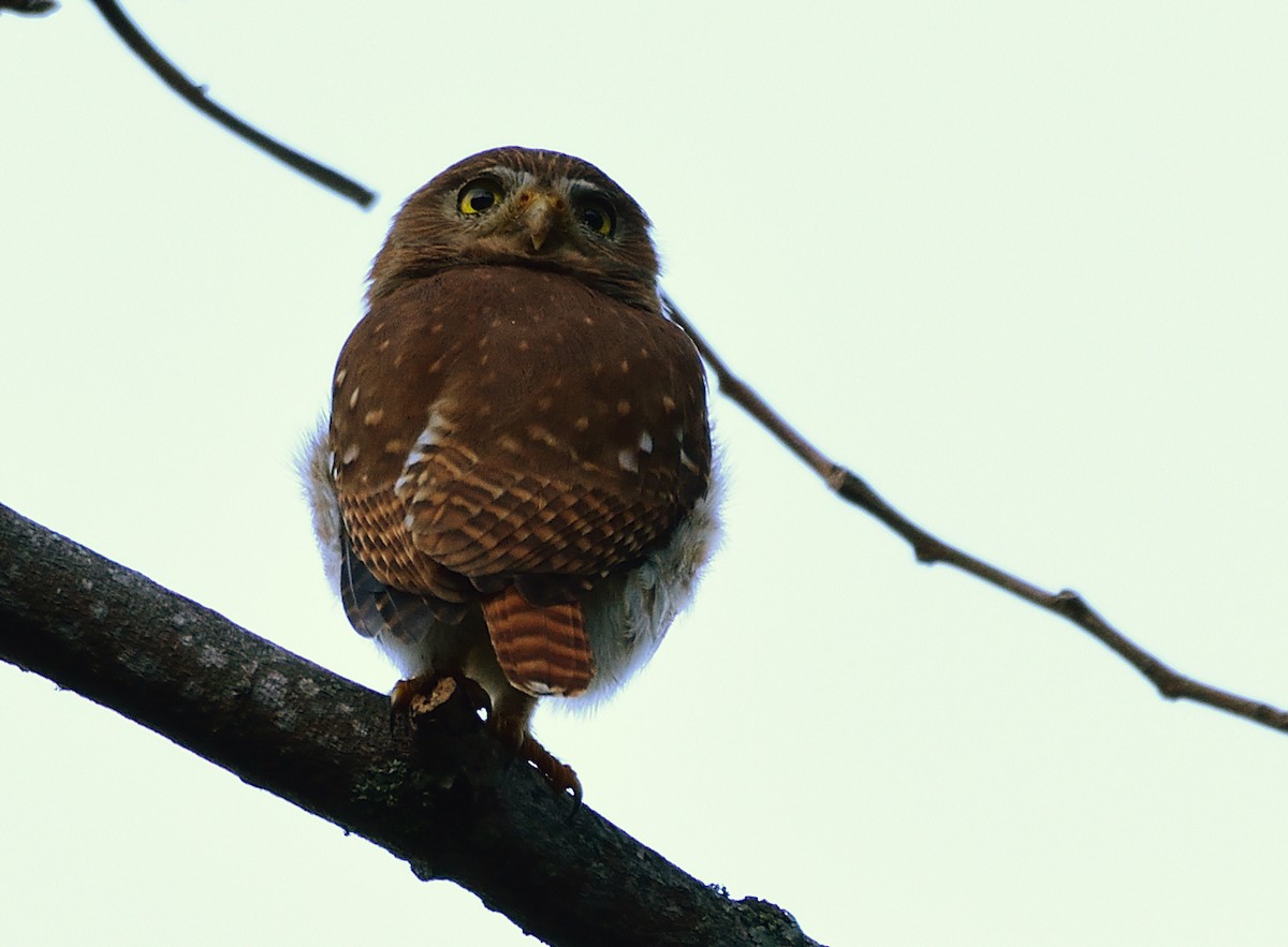 Ferruginous Pygmy-Owl - Ad Konings