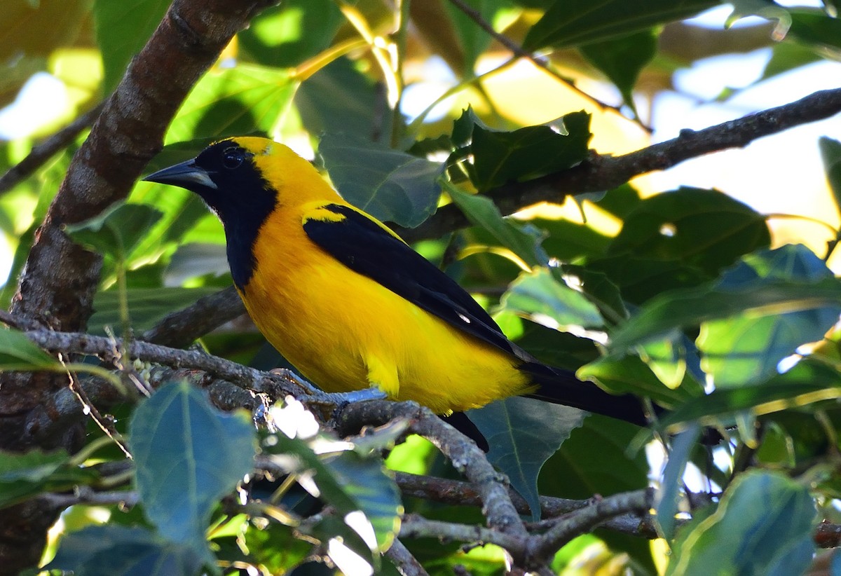 Yellow-backed Oriole - Ad Konings