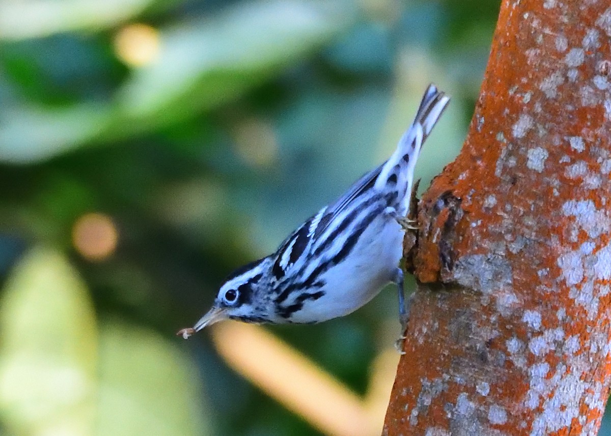 Black-and-white Warbler - ML202442811