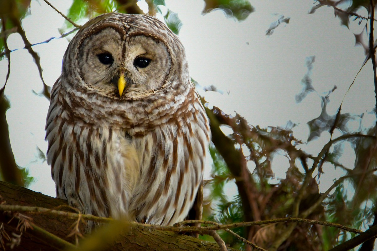 Barred Owl - Cory Dick