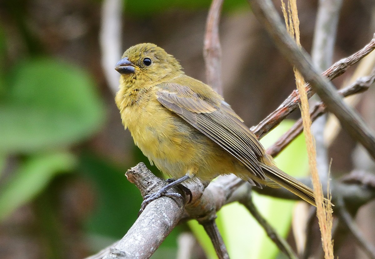 Yellow-bellied Seedeater - Ad Konings
