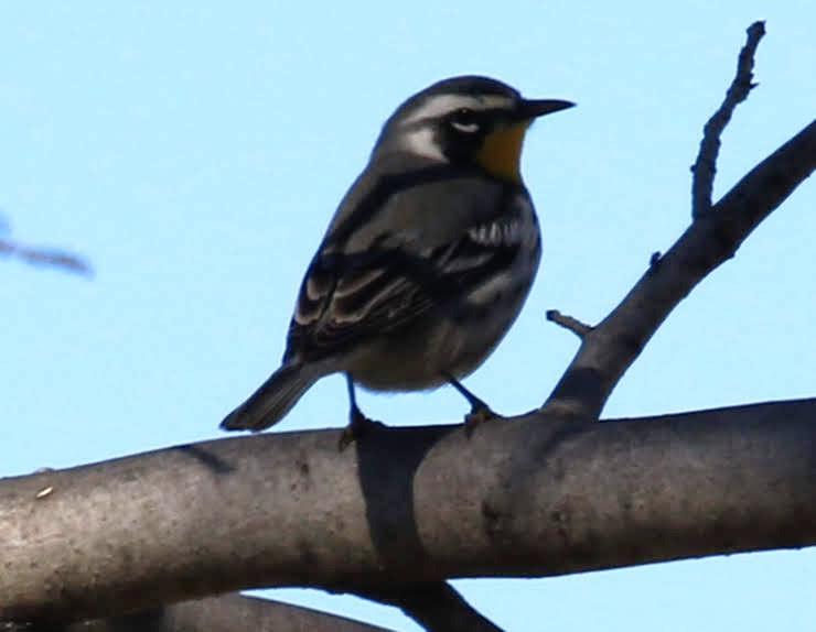 Yellow-throated Warbler - sam hough