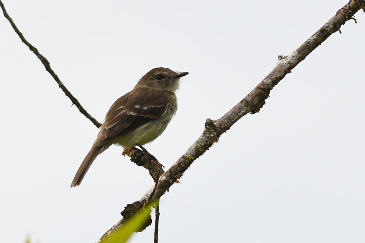 Olive-chested Flycatcher - David M. Bell
