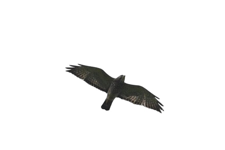 Broad-winged Hawk - ML202449851