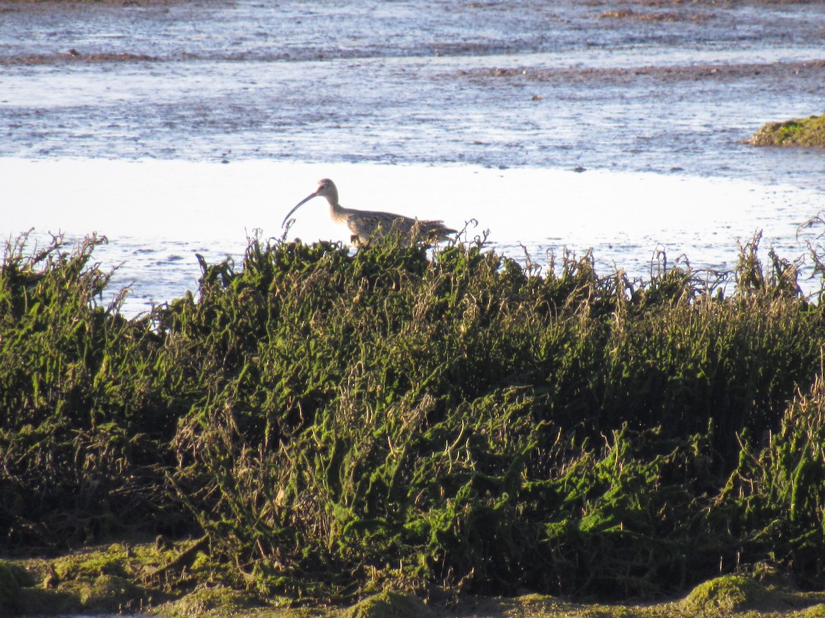 Long-billed Curlew - ML202450261