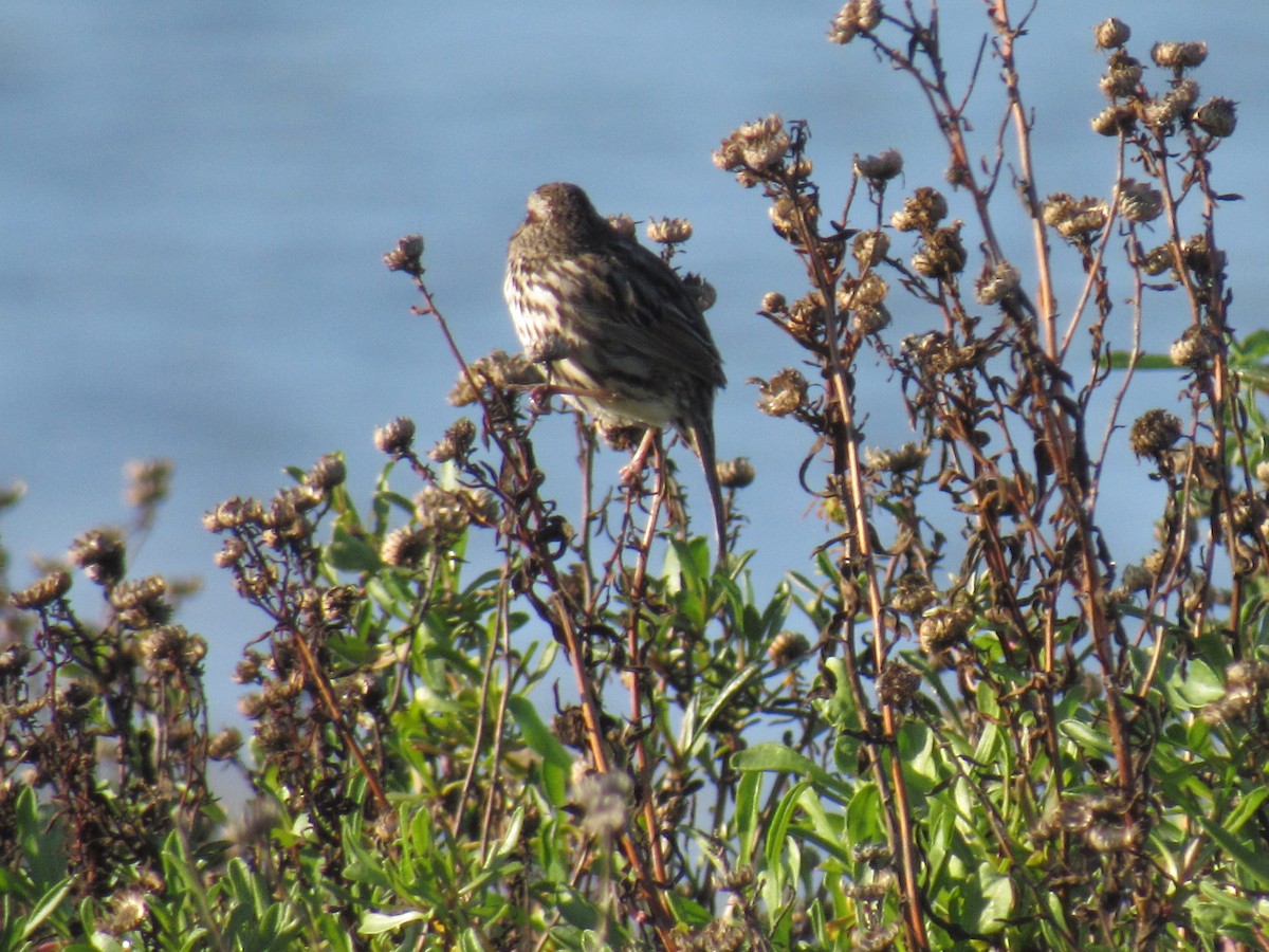 Song Sparrow - karen pinckard