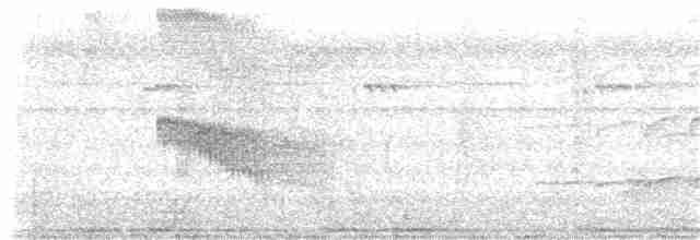 Halsband-Ameisenvogel - ML202452461