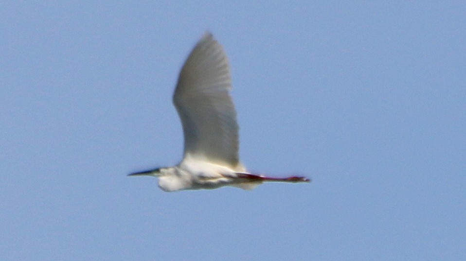 Great Egret (alba) - ML20245361