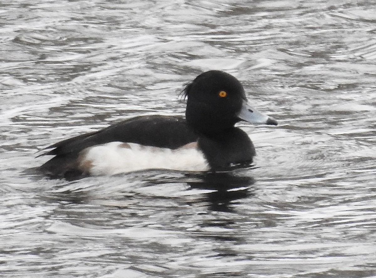 Tufted Duck - ML202459411