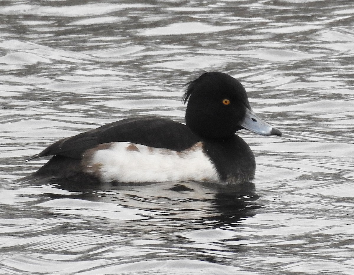 Tufted Duck - ML202459691
