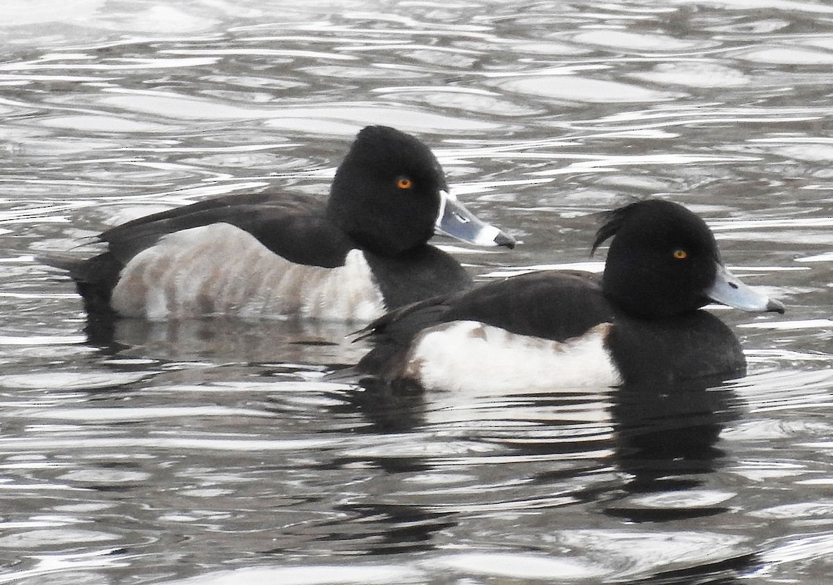 Tufted Duck - ML202459791