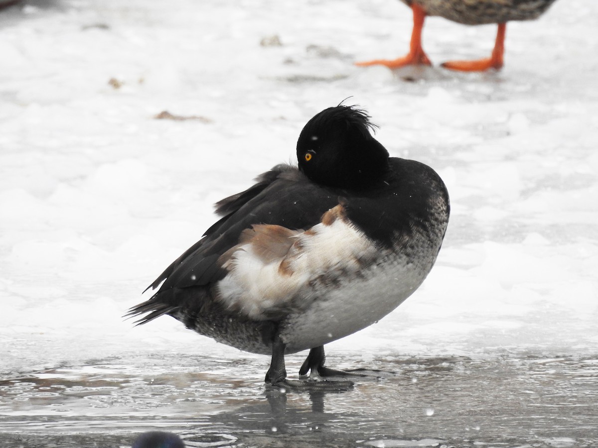 Tufted Duck - ML202459881