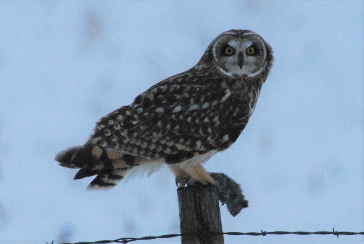 Short-eared Owl - ML202462481