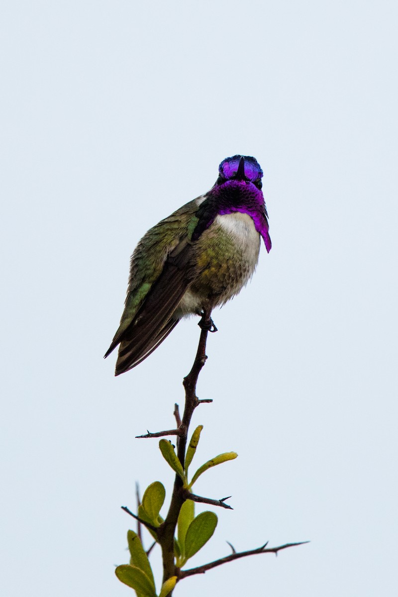 Costa's Hummingbird - ML202463381