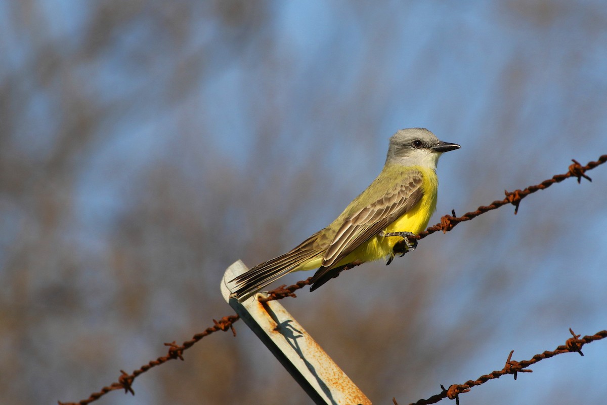 Couch's Kingbird - Don Brode