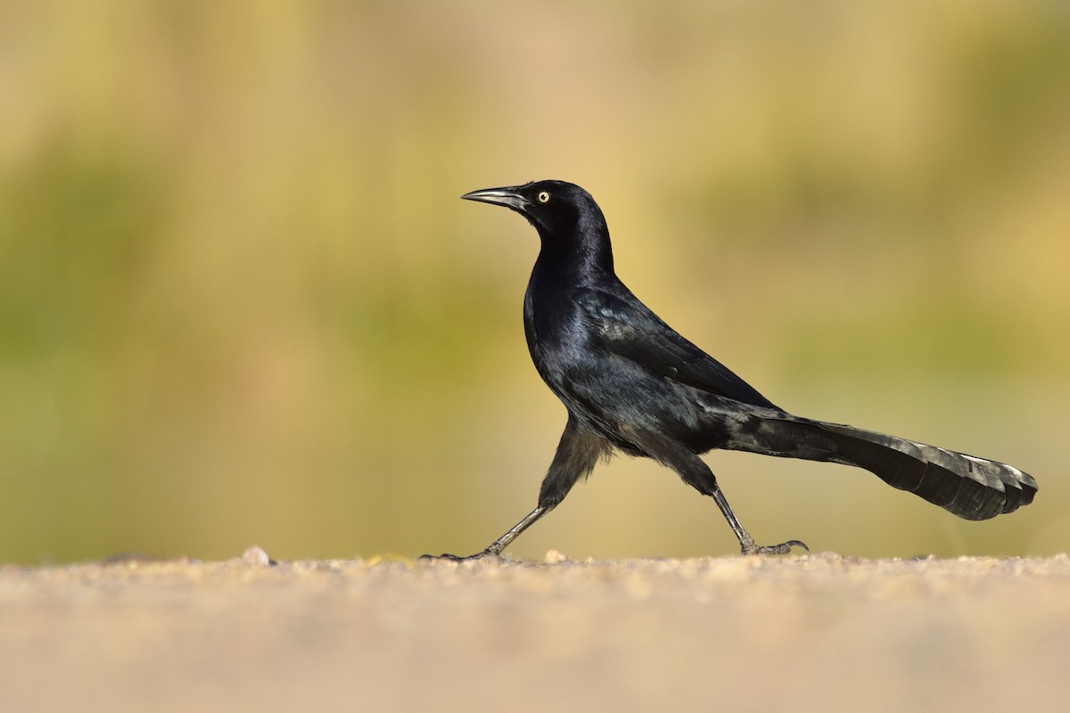 Great-tailed Grackle - ML202472341