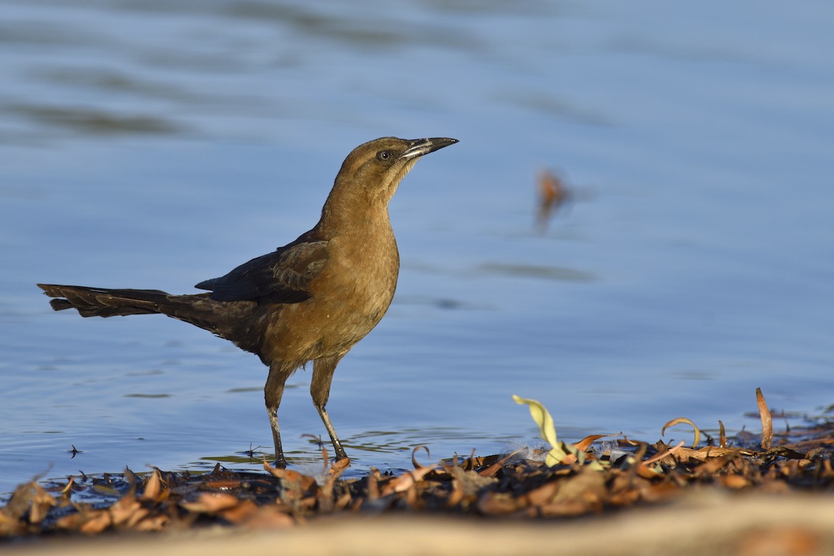 Great-tailed Grackle - ML202472351