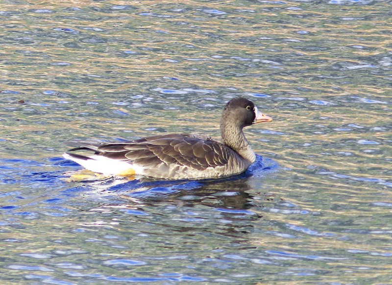 Greater White-fronted Goose - ML20247291