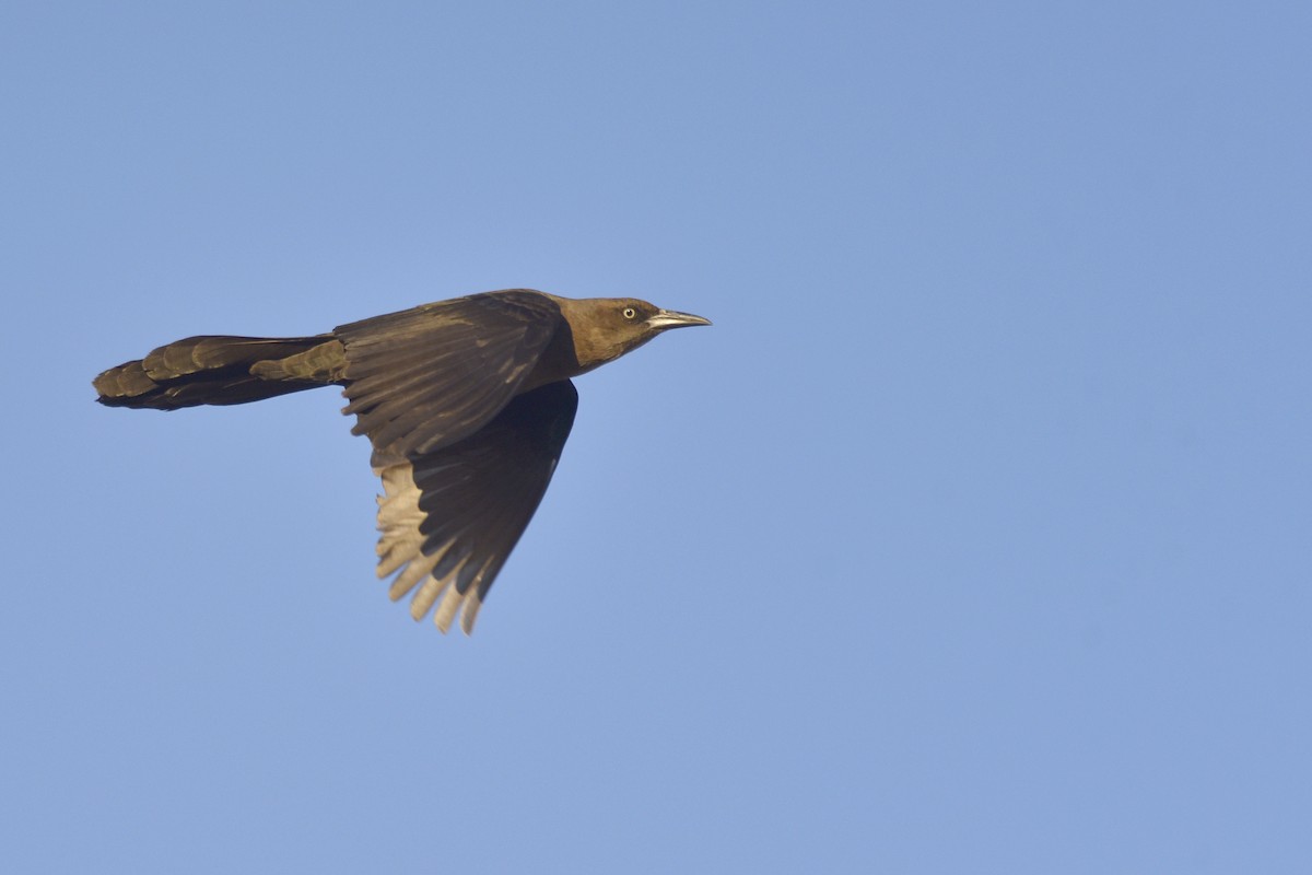 Great-tailed Grackle - ML202476521