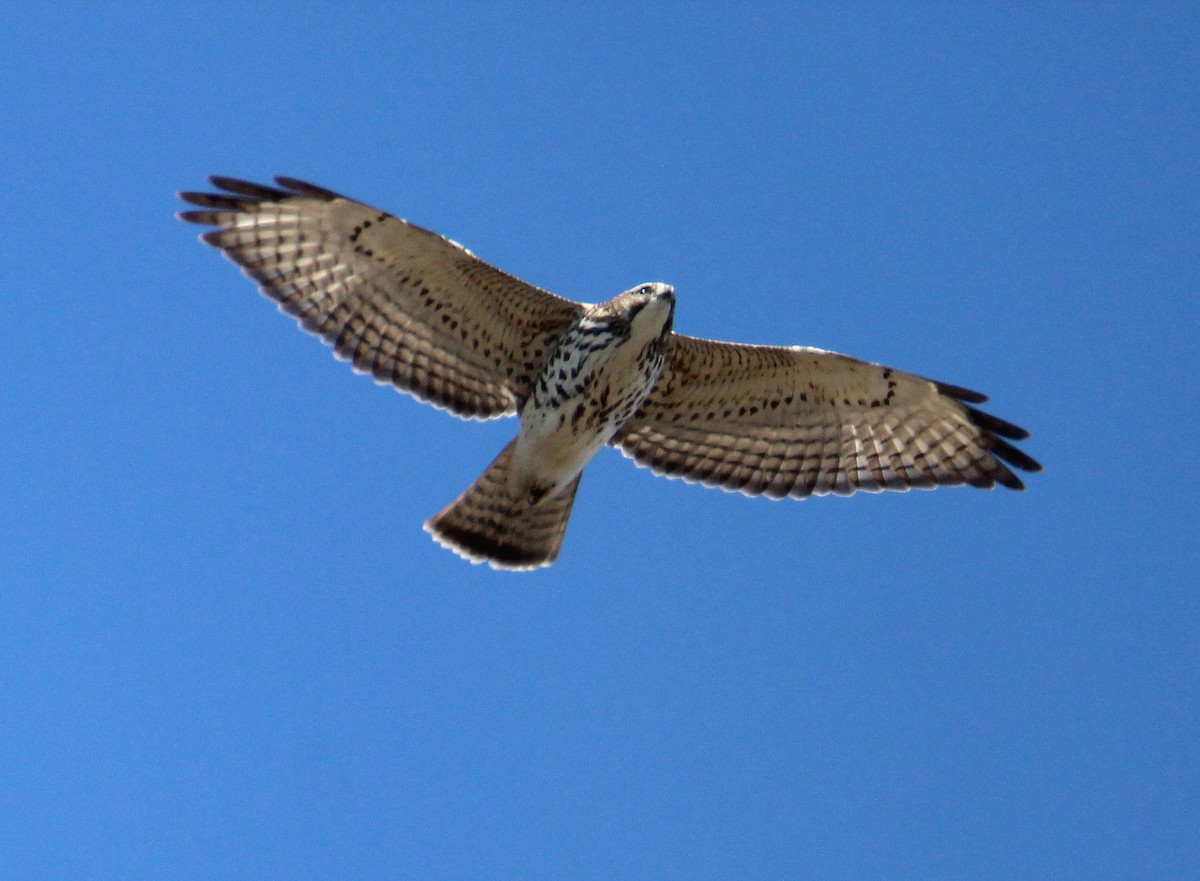 Broad-winged Hawk - Paul Fenwick