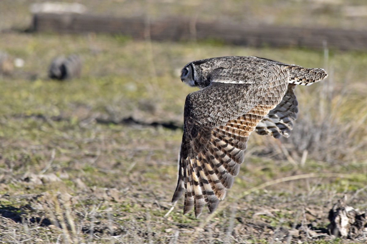 Great Horned Owl - Daniel Irons