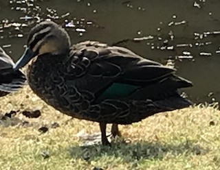 Pacific Black Duck, ML202487241