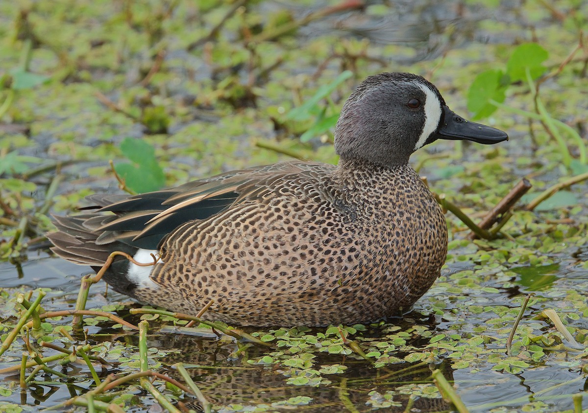 Blue-winged Teal - ML202488501