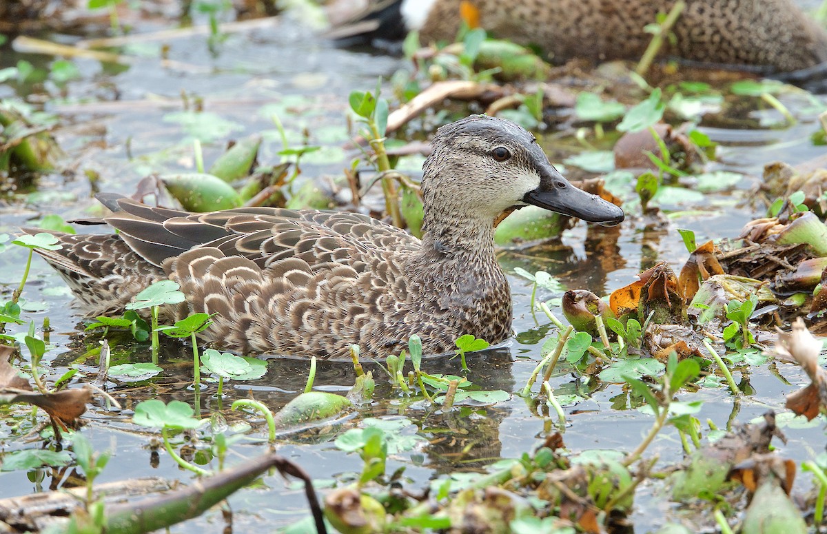Blue-winged Teal - ML202488511