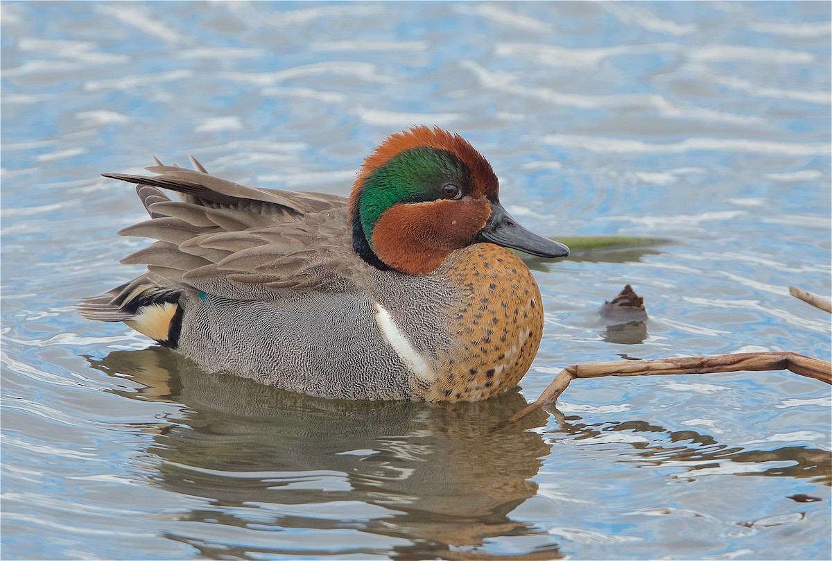 Green-winged Teal - ML202488921