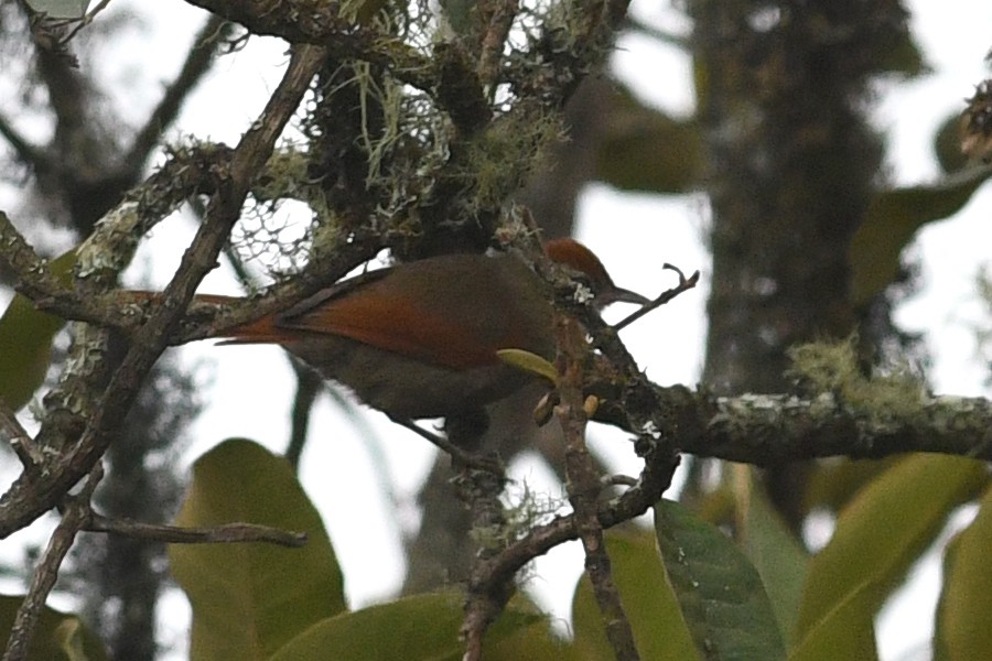 Line-cheeked Spinetail - David M. Bell
