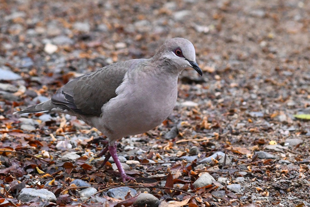 White-tipped Dove - David M. Bell