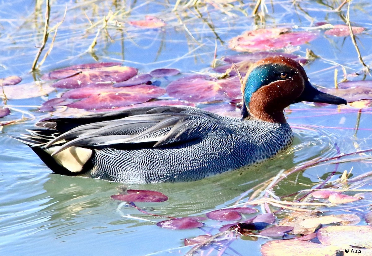 Green-winged Teal - ML202495461