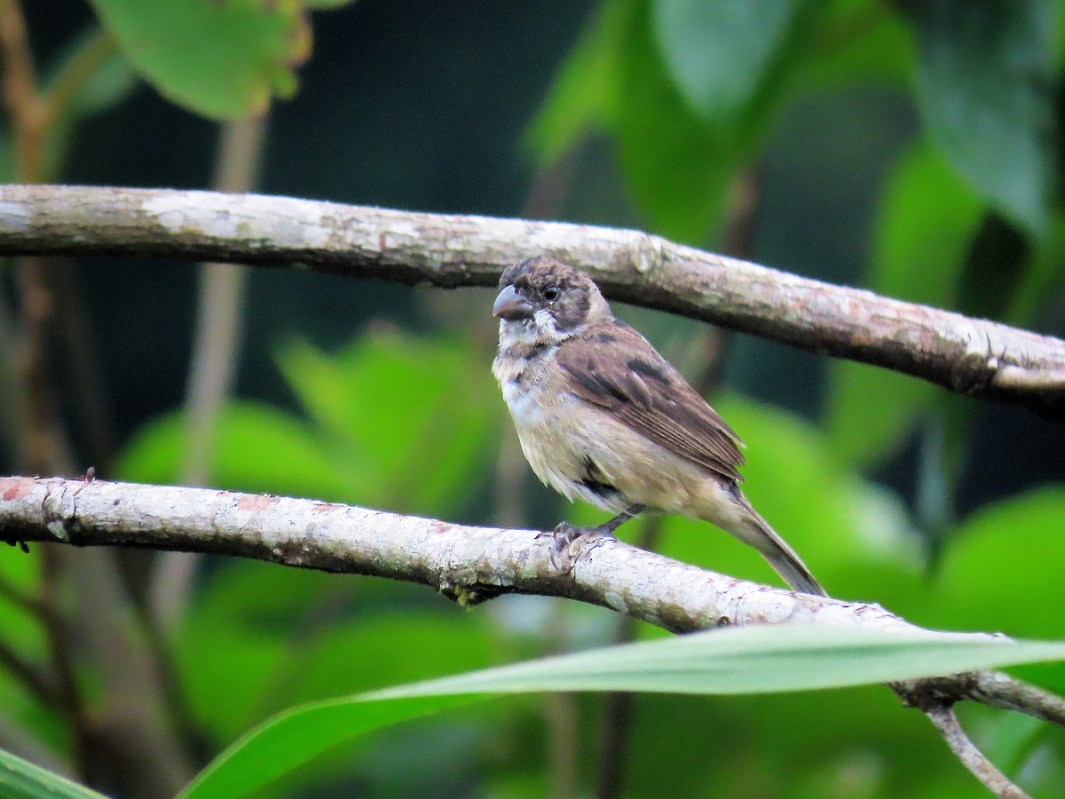 Wing-barred Seedeater (Caqueta) - ML202496051