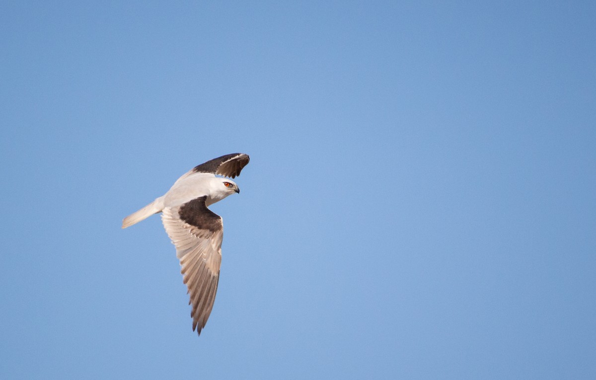 Black-shouldered Kite - Kent Warner