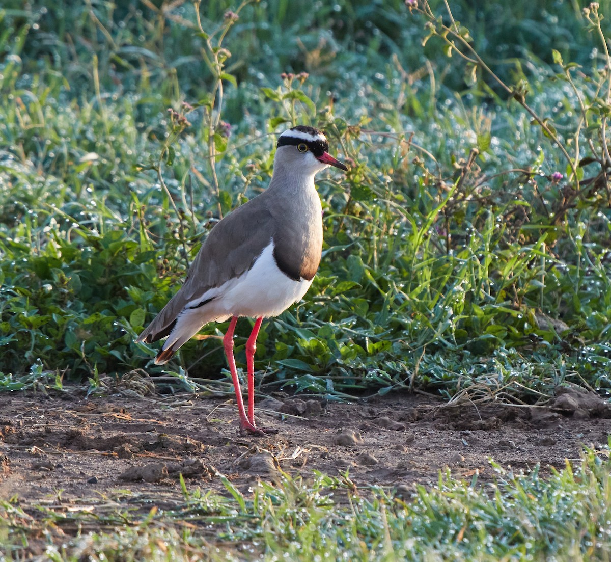Crowned Lapwing - ML202500571