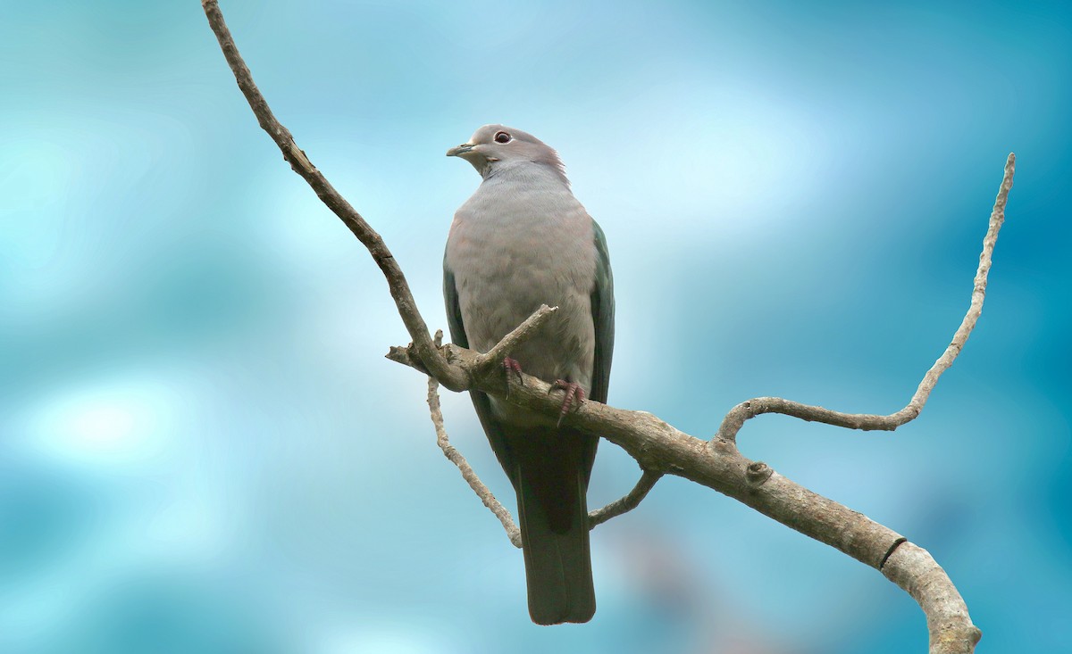 Green Imperial-Pigeon - ML202501761