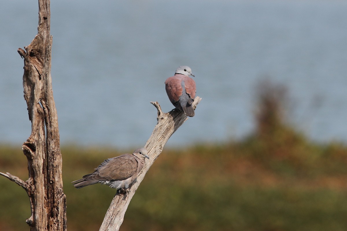 Red Collared-Dove - ML202506161