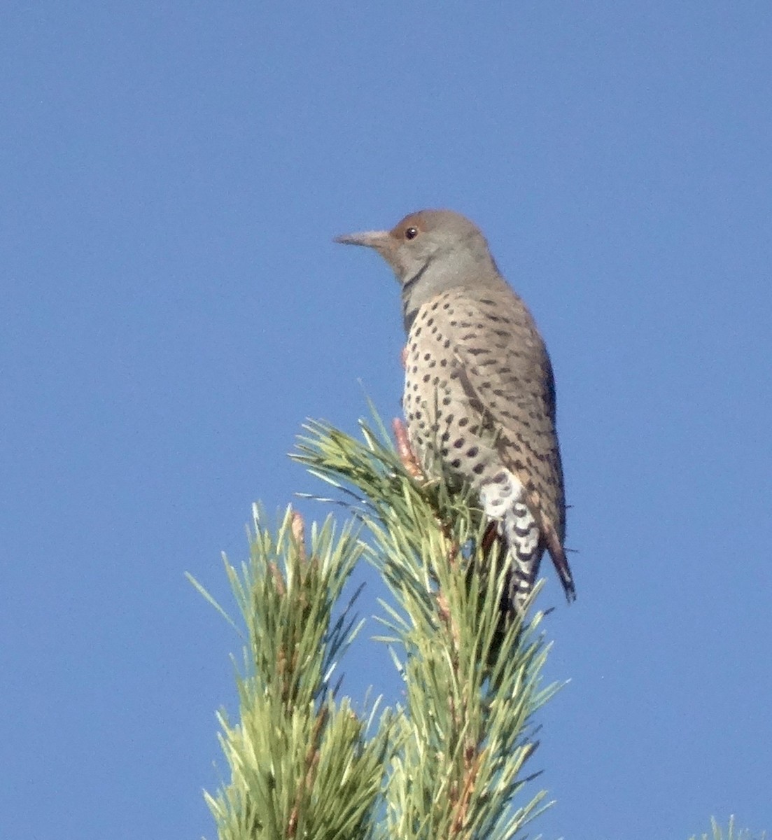 Northern Flicker (Red-shafted) - ML20250991