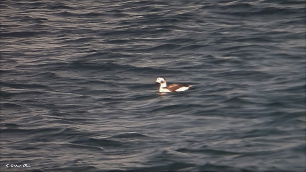 Long-tailed Duck - Orhan Gül