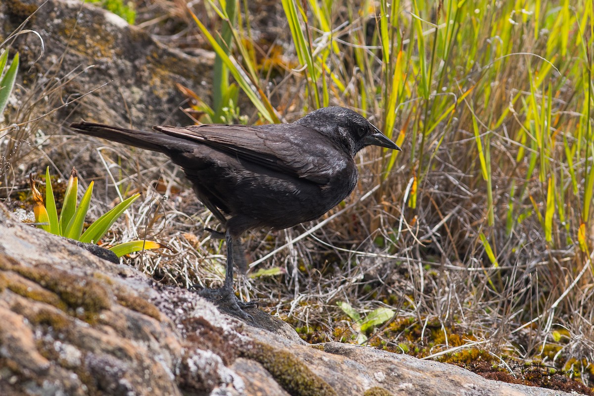 Austral Blackbird - Frantz Delcroix (Duzont)