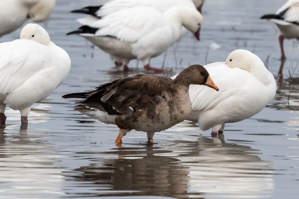 Greater White-fronted Goose (Western) - Paul Beerman